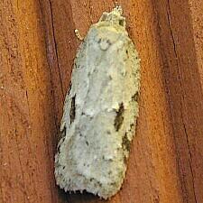 Acleris subnivana