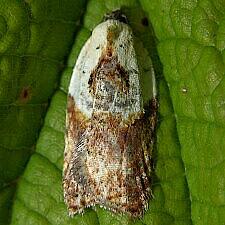 Acleris fragariana