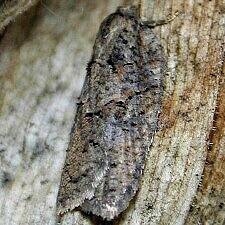 Acleris chalybeana