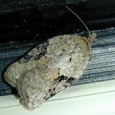 Acleris placidana