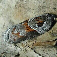 Acleris maculidorsana