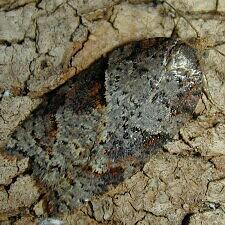 Acleris maccana