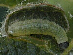 Erynnis icelus