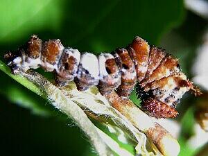 Limenitis arthemis