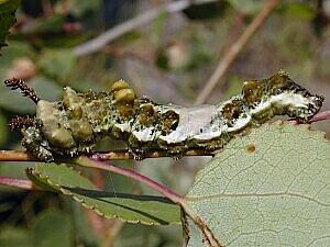 Limenitis archippus