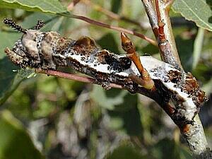 Limenitis archippus