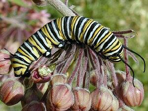 Danaus plexippus