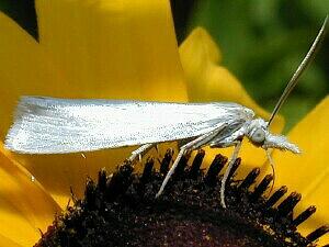 Crambus perlella