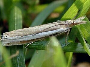 Crambus unistriatellus