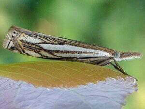 Crambus saltuellus