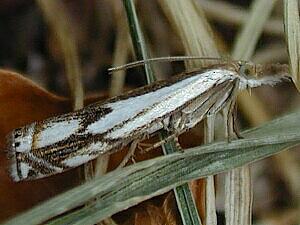 Crambus saltuellus