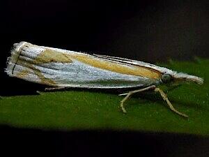 Crambus girardellus