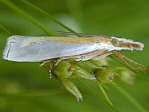 Crambus girardellus