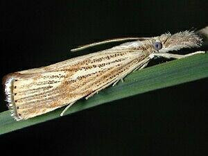 Agriphila ruricolellus