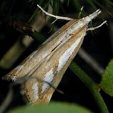 Catoptria latiradiellus