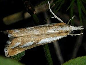 Catoptria latiradiellus