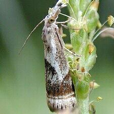 Microcrambus elegans