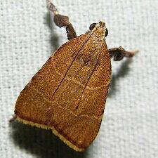 Parachma ochracealis