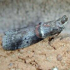 Acrobasis comptoniella