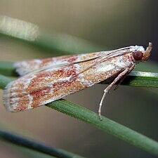 Dioryctria auranticella