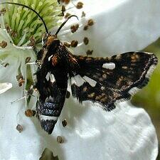 Thyris maculata