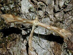 Gillmeria pallidactyla