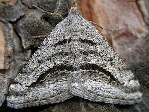 Digrammia curvata