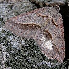 Digrammia subminiata