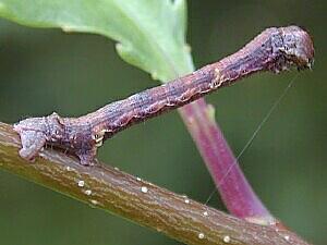 Ectropis crepuscularia