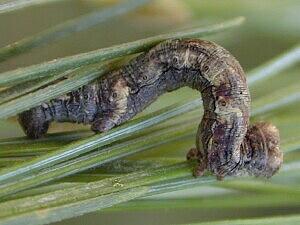 Ectropis crepuscularia