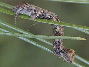 Ectropis crepuscularia