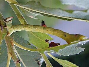 Biston betularia