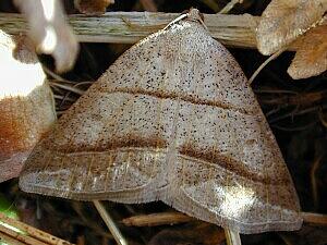 Petrophora subaequaria