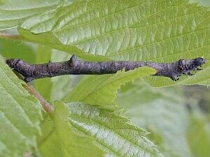 Eutrapela clemataria