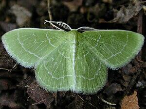 Synchlora aerata