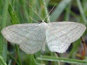 Scopula ancellata