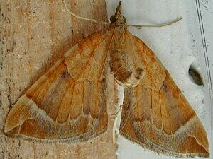 Eulithis testata