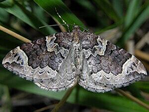 Eulithis xylina