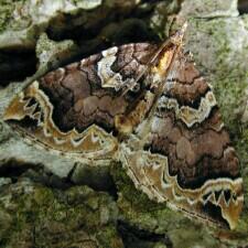 Eulithis serrataria