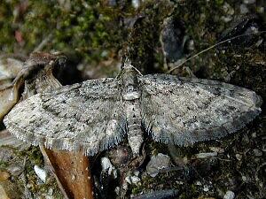 Eupithecia columbiata