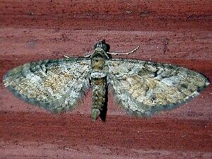 Eupithecia anticaria