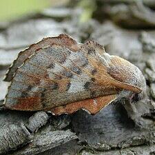 Phyllodesma americana