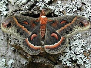 Hyalophora cecropia