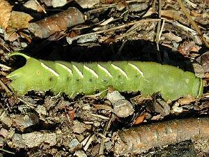 Sphinx poecila