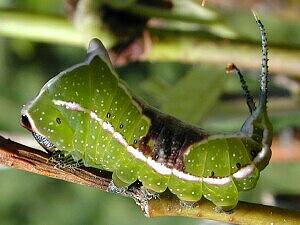 Americerura scitiscripta