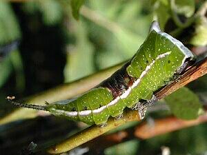 Americerura scitiscripta