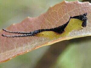 Americerura scitiscripta