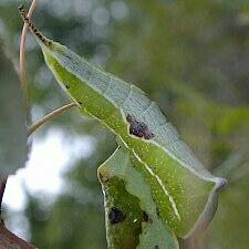 Americerura scitiscripta