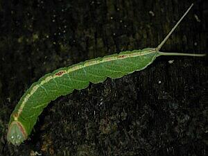 Macrurocampa marthesia