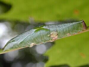 Cecrita biundata